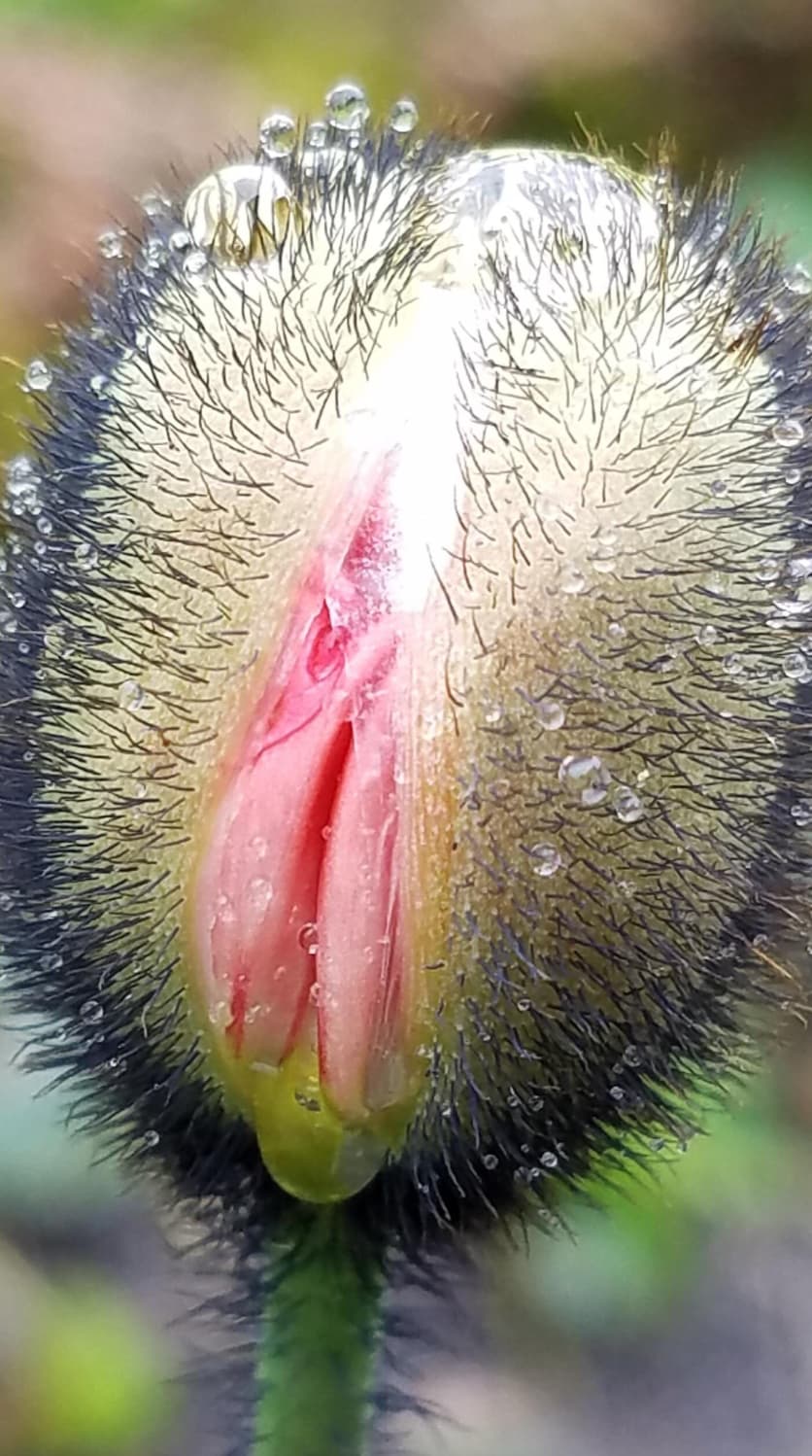 flower that looks like a vagina